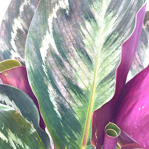 BubbleBlooms Calathea Medallion, Roseopicta in a 6 inch Pot Regal Rose, Rabbit Ear Prayer Plant
