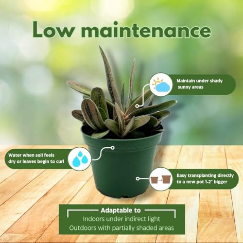 BubbleBlooms Gasteria batesiana Cow Tongue, in a 4 inch Pot