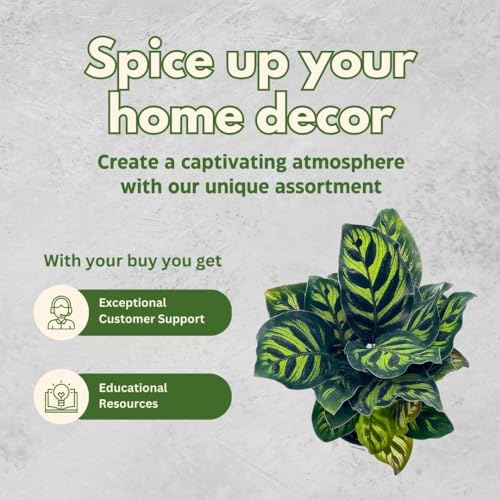 BubbleBlooms Calathea Makoyana, Peacock Plant in a 4 inch Pot Cathedral Calathea, Prayer Plant