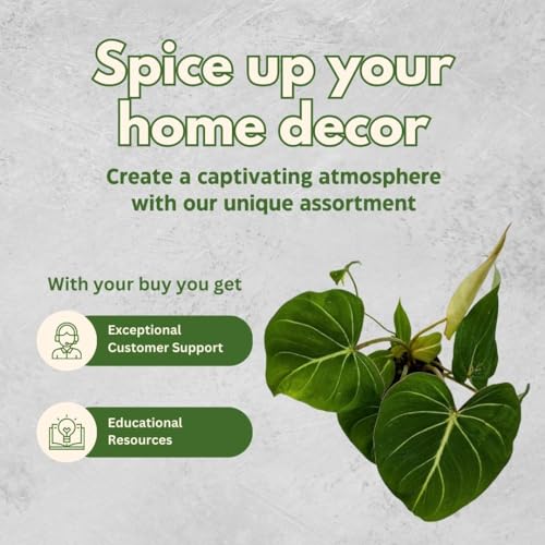 BubbleBlooms Philodendron Gloriosum in a 4 inch Pot, Velvet Philodendron, Creeper Plant