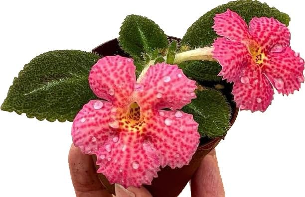 Harmony's Sorrento Sunrise Episcia 2 inch Hybrid Flame Violet Gesneriad