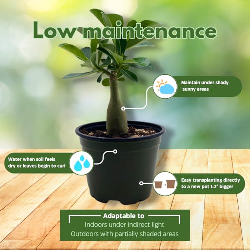 BubbleBlooms Desert Rose Moran in a 4 inch Pot Extremely Rare Flower