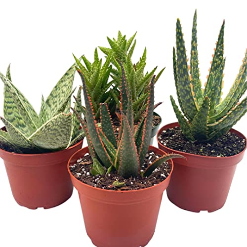 BubbleBlooms Aloe Assortment, Aloe Vera Variety Set of 4 in 4 inch pots, Barbados Cape Plant Gift Asphodelaceae