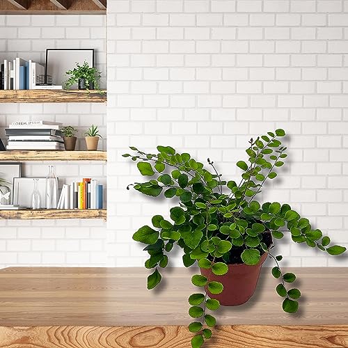 BubbleBlooms Button Fern in a 4 inch Pot Pellaea rotundifolia