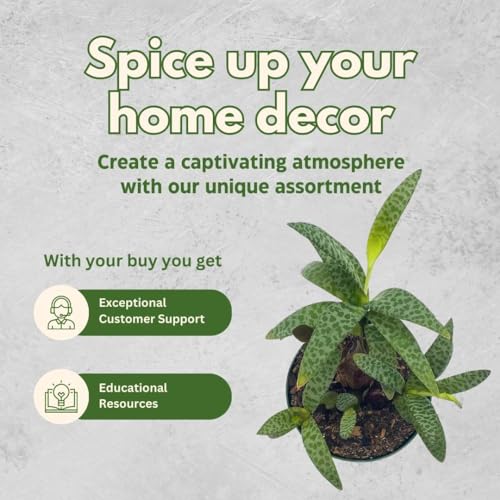 BubbleBlooms Silver Squill Leopard Plant, Ledebouria socialis, 4 inch