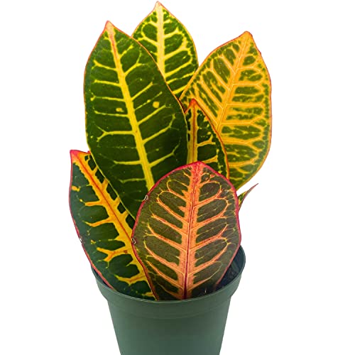 BubbleBlooms Variegated Croton, 4 inch Large Leaf Codiaeum variegatum