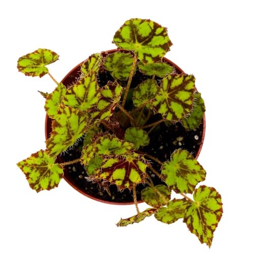 Harmony's Tiger Kitten 4 inch Rhizomatous Begonia Rhizo Yellow Red Mini Leaves