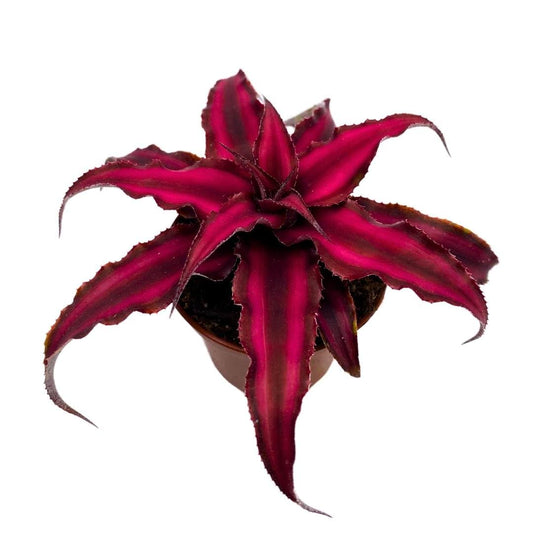 Cryptanthus Bivittatus, 2 inch, Earth Star Bromeliad, Tiny Mini Pixie Plant, Dark Red