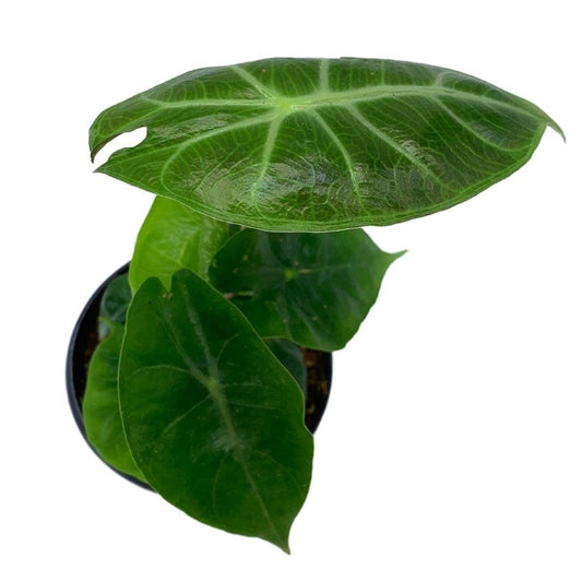 Alocasia Morocco, Alocasia Reginu, 4 inch, Elephant Ear African Plant, Clear Green