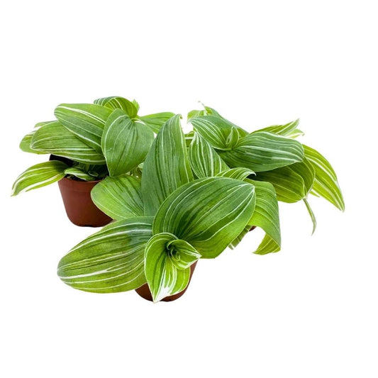 Green and White Wandering Dude 2 inch Set of 3 Tradescantia albiflora albo-vittata fluminensis Tiny Mini Pixie Plants