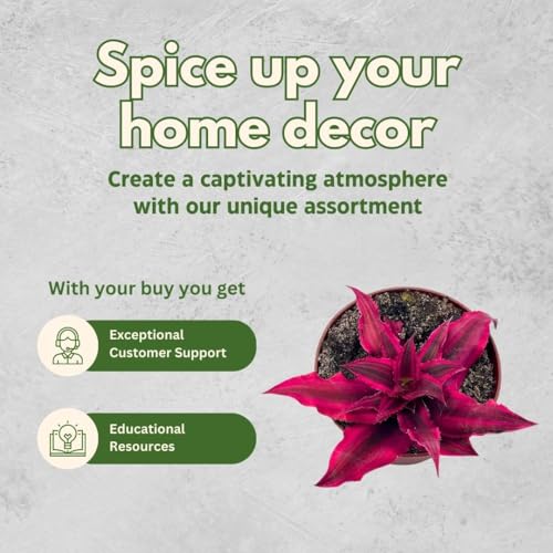 BubbleBlooms Cryptanthus Bivittatus, 2 inch Set of 3, Bright Pink Red Earth Star Tiny Mini Pixie Plants