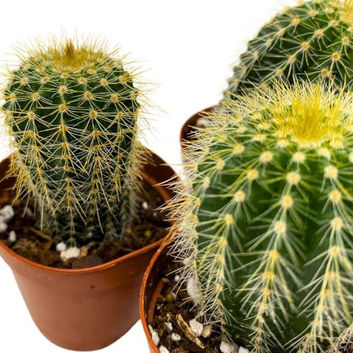 BubbleBlooms Golden Barrel Cactus, 2 inch Set of 3, Kroenleinia grusonii Gold Ball Tiny Mini Pixie Plants