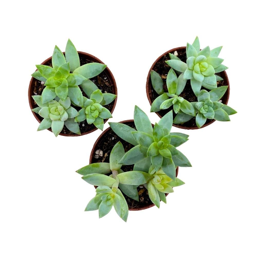 Greene's liveforever 2 inch Set of 3, Dudleya greenei Stonecrop Succulent Tiny Mini Pixie