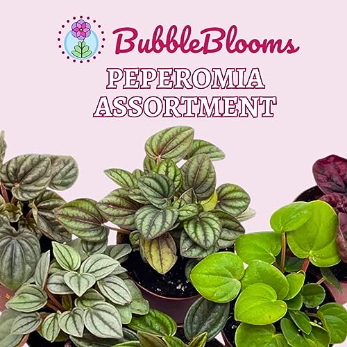 BubbleBlooms Peperomia Assortment, 6 Different peperomias in 2 inch pots Grower's Choice