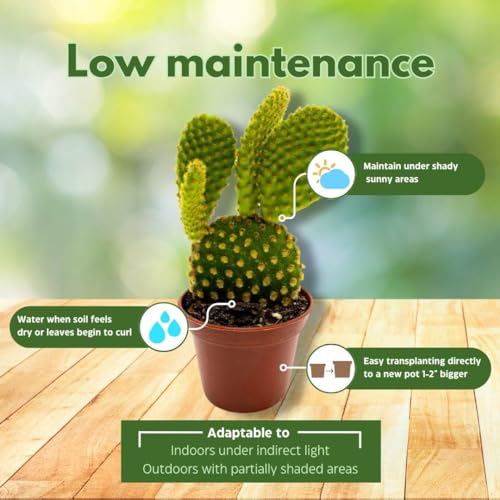 BubbleBlooms Yellow Bunny Ears Cactus, 2 inch Set of 3, Opuntia microdasys, Angel's Wings Tiny Mini Pixie Plants