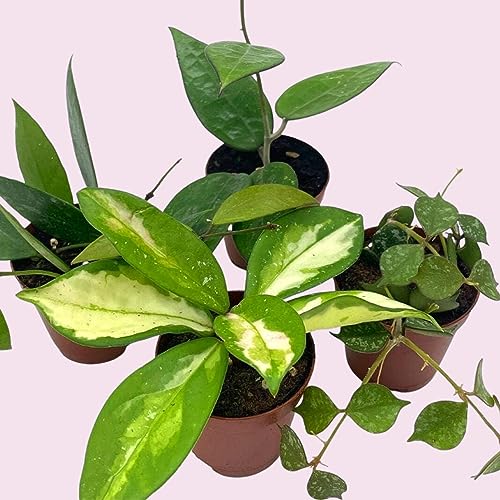 BubbleBlooms Hoya Variety Assortment 2 inch Set of 4 Grower's Choice Live Potted Premium Collection