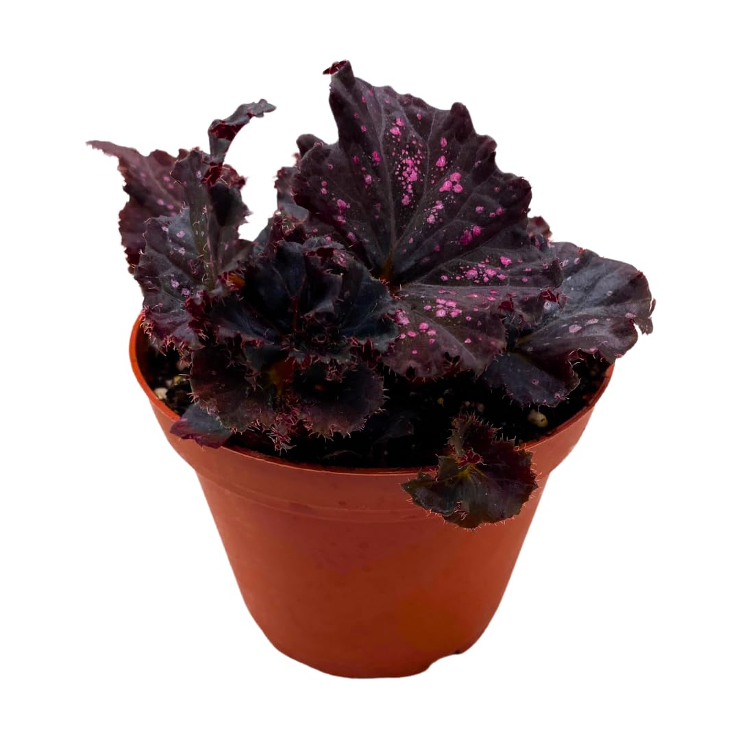 Harmony Foliage Harmony's Midnight Madness Begonia Rex 4 inch Black and Pink