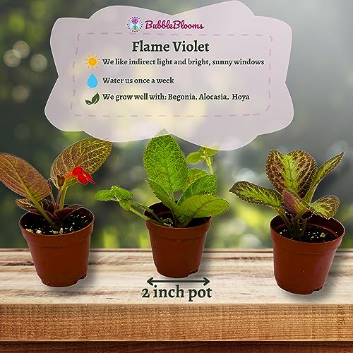 episcia plant indoor BubbleBlooms Flame Violet, Episcia Cupreata Assortment Set 2 inch pots 3 Different Velvet Plants, Tiny Mini Pixie Plant