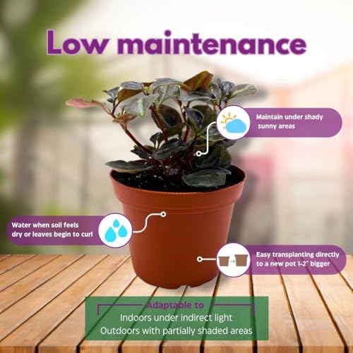 Harmony Foliage Peperomia Metallica Colombiana 4 inch