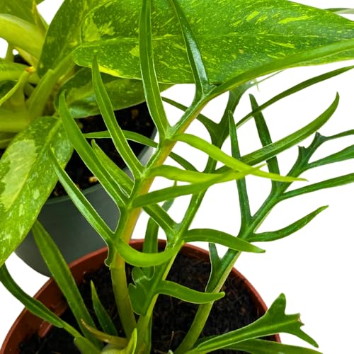 BubbleBlooms Rare Variegated Philodendron Assortment in 4 inch Pots Set of 3