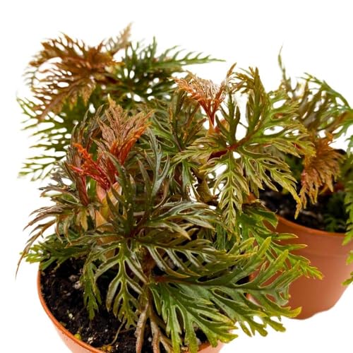 BubbleBlooms Begonia bipinnatifida 2 inch Set of 3 Fern Leaf Begonia Tiny Mini Pixie Plants