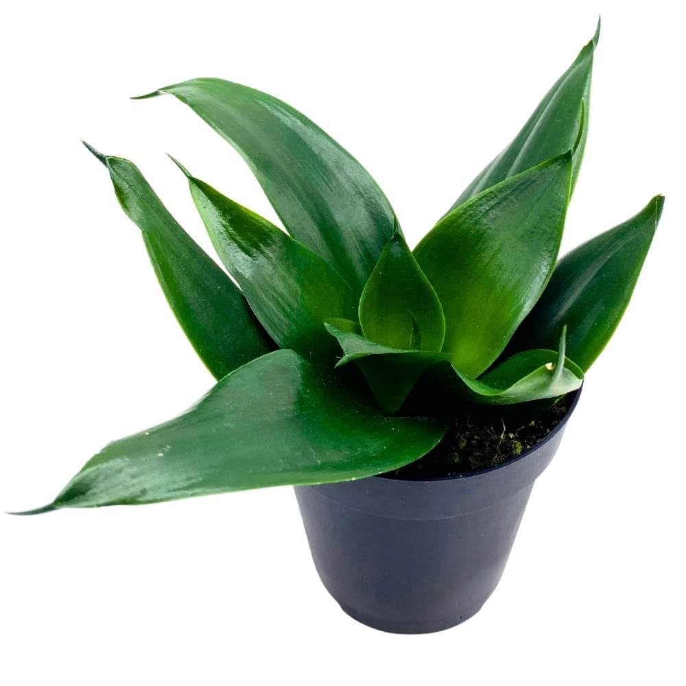 snake plant hahnii BubbleBlooms Black Hahnii Jade Star Sansevieria Snake Plant in a 4 inc – Florida House Plants