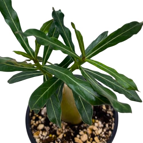 BubbleBlooms Desert Rose Emma in a 4 inch Pot Extremely Rare Flower