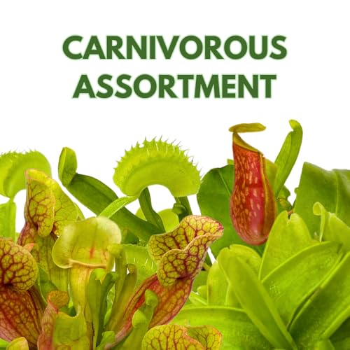 BubbleBlooms Carnivorous Assortment in 3 inch Pots Set of 3