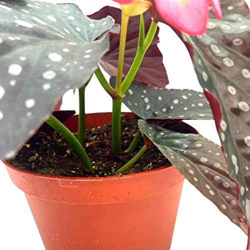 BubbleBlooms Harmony's Hybrid Angel Wings Polka dot Begonia Rex, 6 inch, Premium Series, Silver Tip White Polkadots Grower's Choice