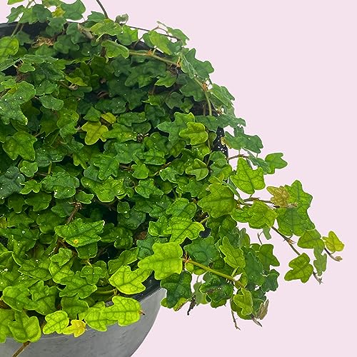 BubbleBlooms String of Frogs in a 4 inch Pot Ficus pumila Quercifolia, Oakleaf Creeping fig