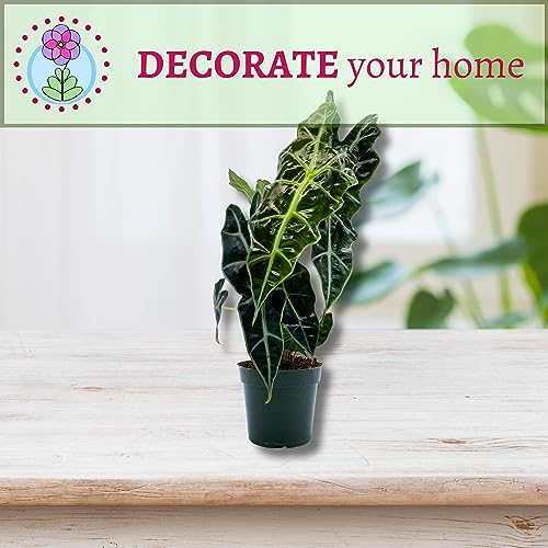 BubbleBlooms Alocasia African mask, 4 inch amazonica Polly