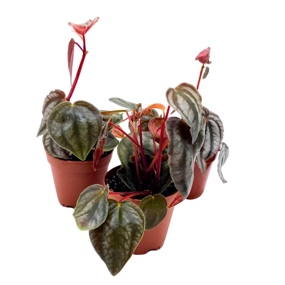 Peperomia Turboensis, 2 inch Set of 3, Metallic Black Rare Pep Purple Watermelon