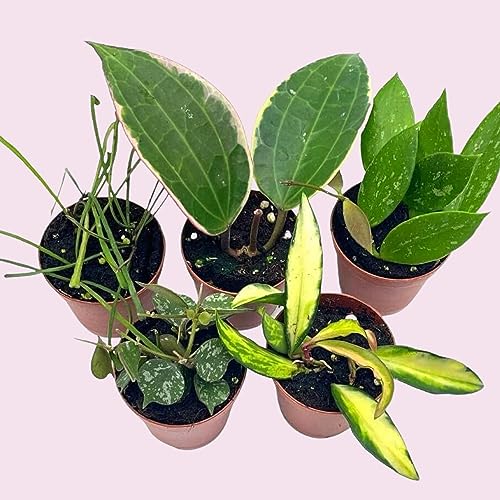BubbleBlooms Hoya Variety Assortment Plant Set, Premium Set, Variegated Wayetii, Curtisii, Macrophylla, Linearis and More in 2 inch pots