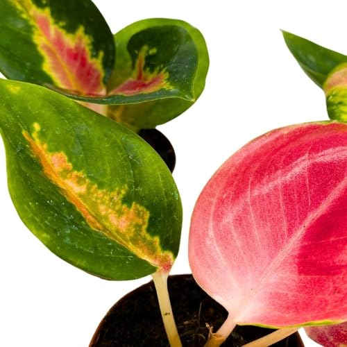 BubbleBlooms Aglaonema Red King 2 inch Set of 3 Tiny Mini Pixie Plants