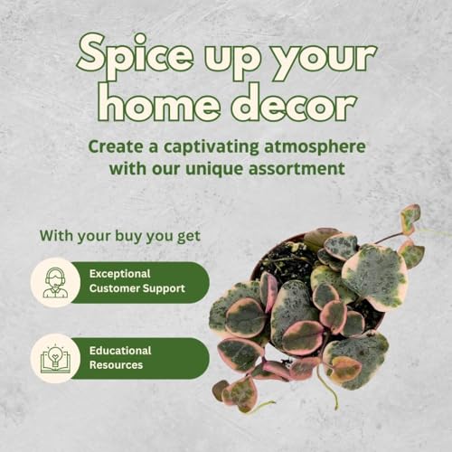 BubbleBlooms Succulent Strings Set of 5 Different String Plants in 2 inch pots Grower's Choice Includes Variegated String of Pearls, Turtles, Hearts, Frogs, Dolphins and More