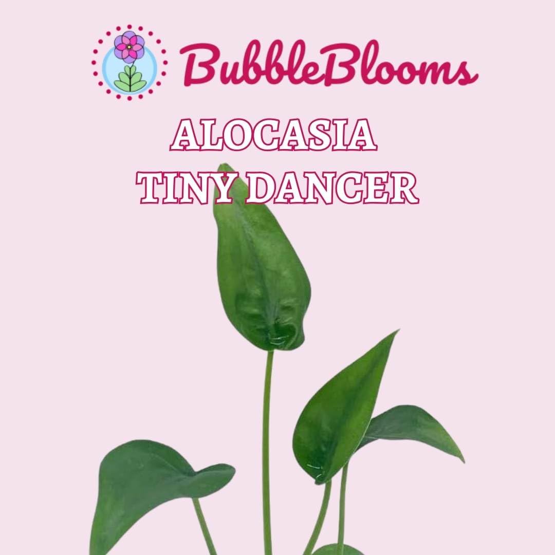 BubbleBlooms Alocasia 'Tiny Dancer' in a 4 inch Pot