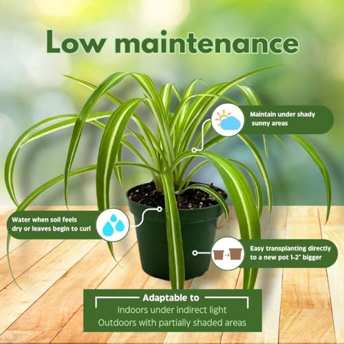 BubbleBlooms Spider Plant in a 4 inch Pot Chlorophytum comosum