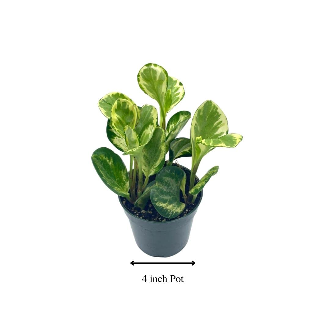 Variegated Peperomia obtusifolia, Marble Rubber Spoonleaf Plant, magnoliifolia rubberplant, in a 4 inch Pot,