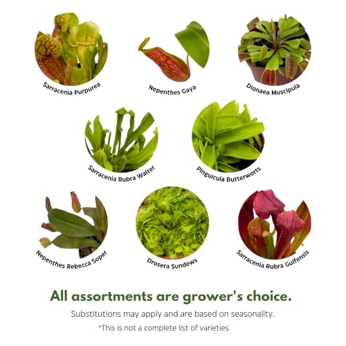 BubbleBlooms Carnivorous Assortment in 3 inch Pots Set of 3