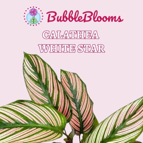 BubbleBlooms Calathea White Star in a 4 inch Pot Goeppertia Majestica Prayer Plant