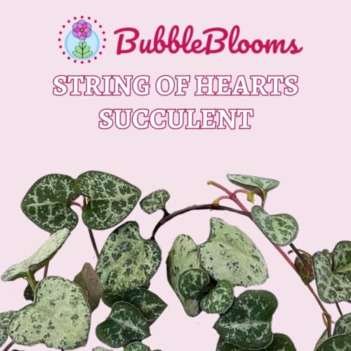 BubbleBlooms String of Hearts, Ceropegia woodii, in a 4 inch Pot