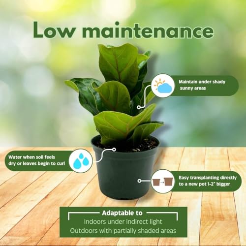 BubbleBlooms Fiddle-Leaf Fig, Ficus lyrata, Banjo Fig in 6 inch Pot