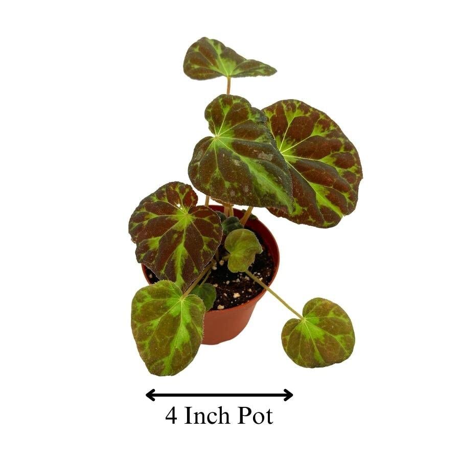 Harmony's Barsaloux's Begonia Barsalouxiae 4 inch, Rare Green Captivating Color Begonia Rex