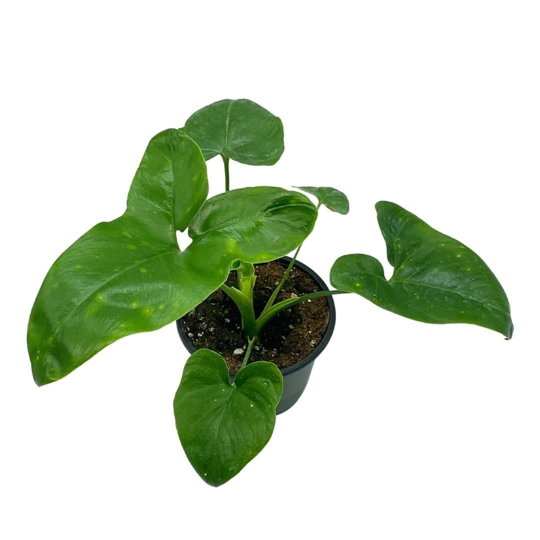 Philodendron Goeldii, 4 inch, Rare Gold Philo, Finger Leaf, Philodendron Fun Bun, Thaumatophyllum spruceanum