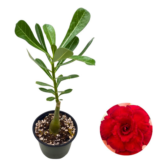 BubbleBlooms Desert Rose Dina in a 4 inch Pot Extremely Rare Flower