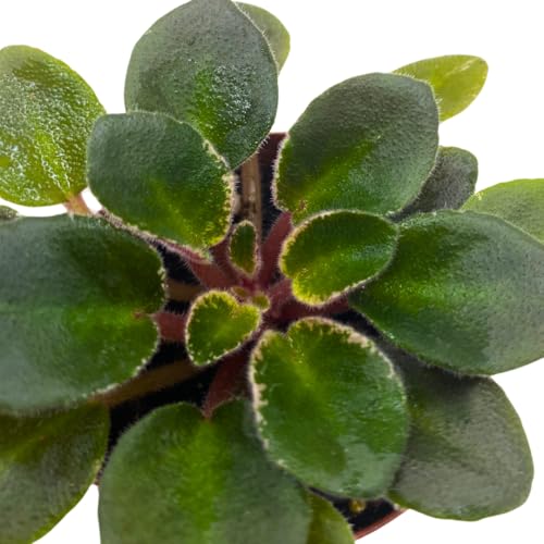 Harmony Foliage Mini African Violet Cajun's Le Bon Ton Roule Variegated, 2 inch Pink Flower