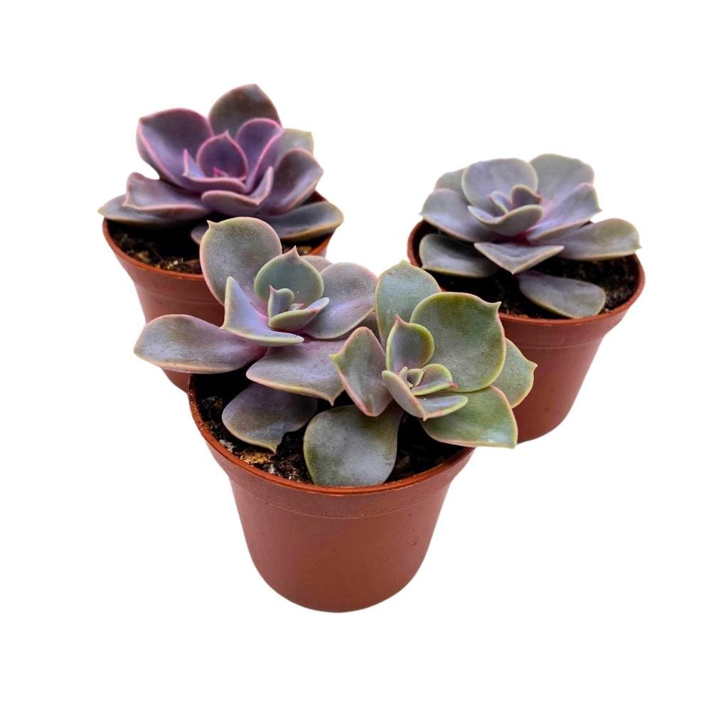 Echeveria Purple Pearl, 2 inch Set of 3, Perle von Nurnberg gibbiflora Tiny Mini Pixie Succulents