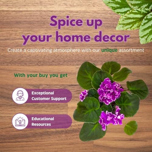 Harmony Foliage African Violet Wrangler's Boot Stompin' 4 inch