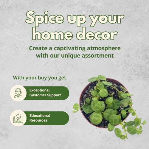 BubbleBlooms String of Turtles in a 2 inch Pot Peperomia Prostrata