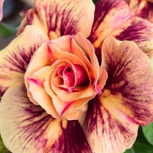 BubbleBlooms Desert Rose Chocolate Vietnam in a 4 inch Pot Extremely Rare Flower